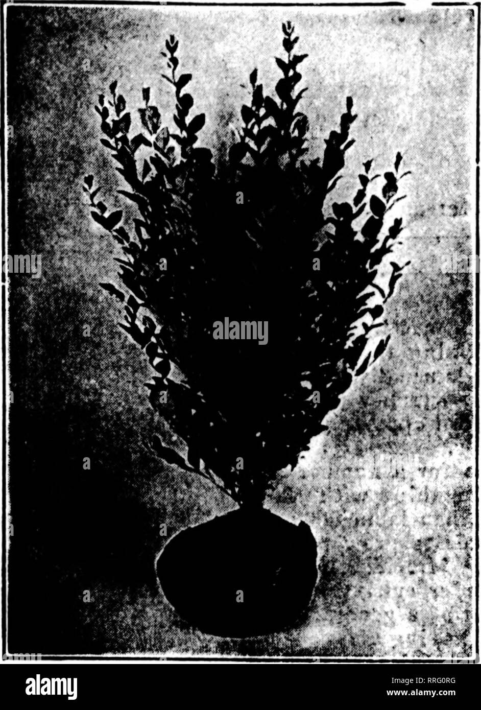 . Florists' review [microform]. Floriculture. November 18, 1920 The Florists*' Review 129 HARDY PRIVET We have the largest stock of Hardy Amoor River North Privet left in the United States. We can furnish all gradea, also, of AmpelopsM Veitchii, 2 or 3-year. Clematit, assorted. Spiraea Anthony Waterer. Hydrangeas. Roses. Shade Trees and Ornamentals. Write for Price LUt Onarga Nursery Company CULTRA BROS., Managera ONARGA, . - ILLINOIS Evergreens, Peonies and Iris If ron are Intereated In the«e yoB are inter- ested In U8, aa we have a nice lot for early fall delivery. We also grow a full line o Stock Photo