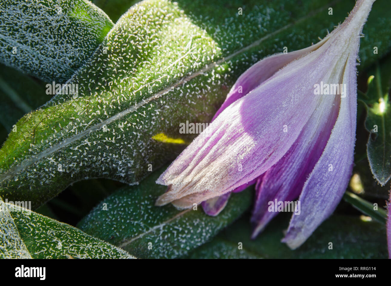 Crocuses in the frost, close-up Stock Photo