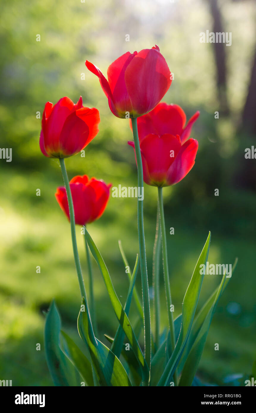 Red tulips in the garden, backlight Stock Photo