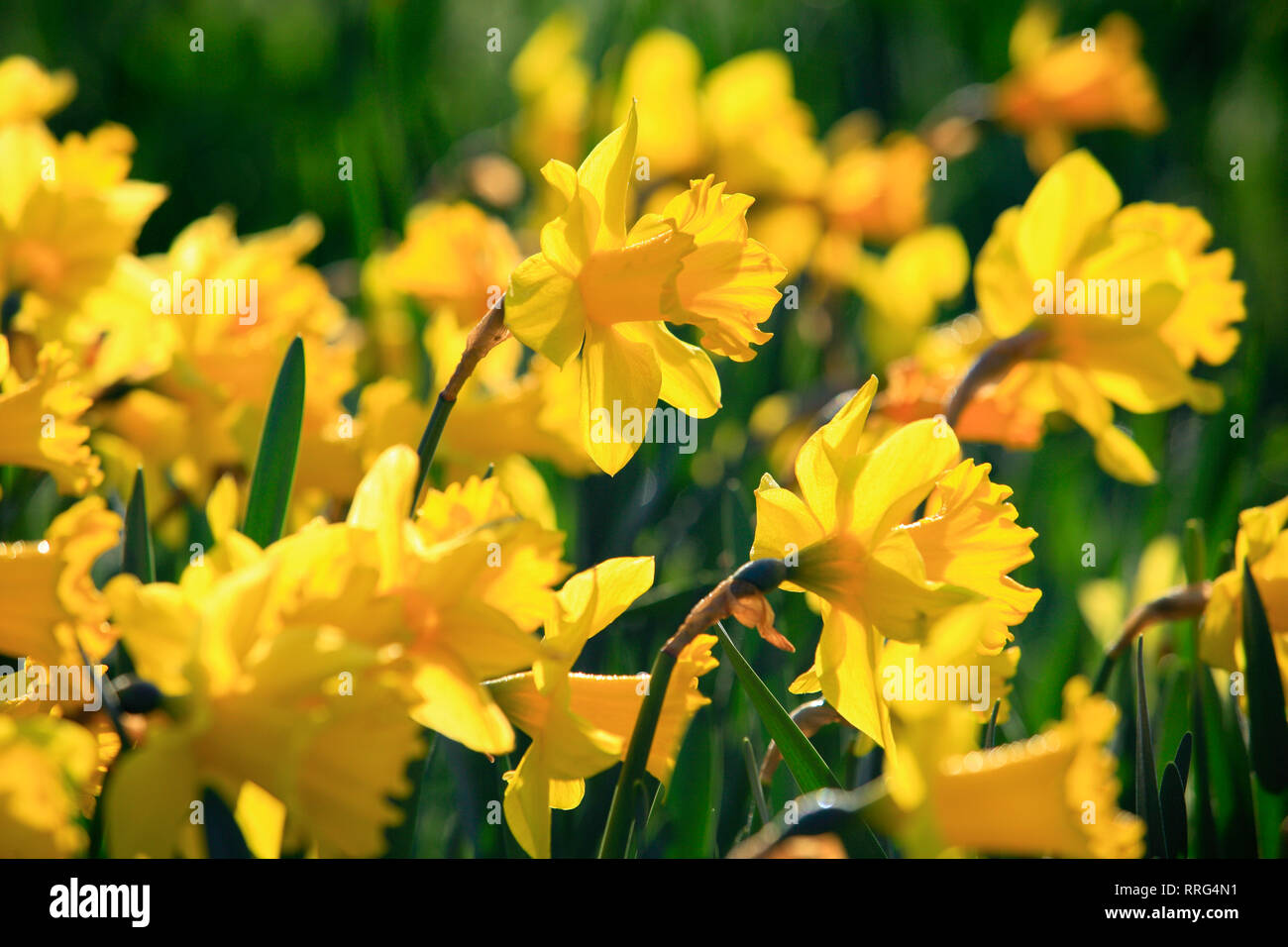 botany, daffodil, daffodil, Narcissus pseudonarcissus, daffodil, Switzerland, Additional-Rights-Clearance-Info-Not-Available Stock Photo