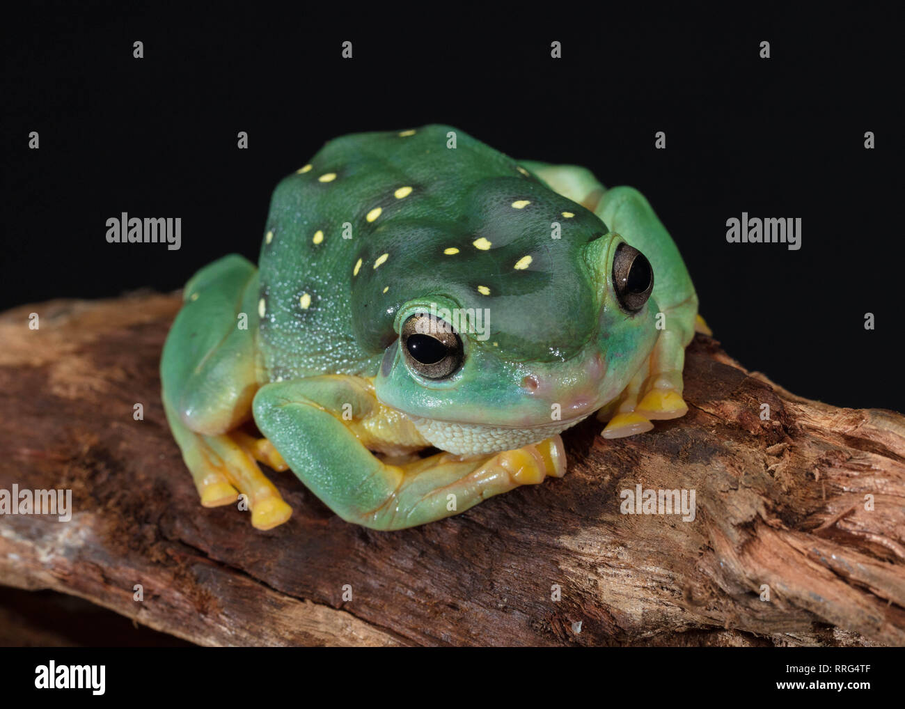 Green Tree Frog Stock Photo