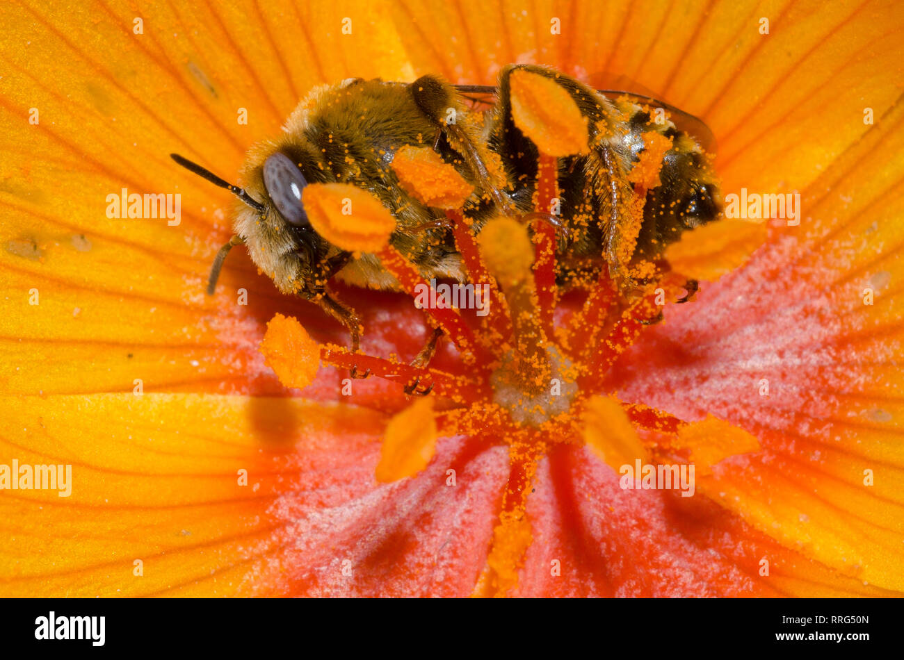 Chimney Bee, Diadasia sp., nestled in Arizona Poppy, Kallstroemia grandiflora Stock Photo