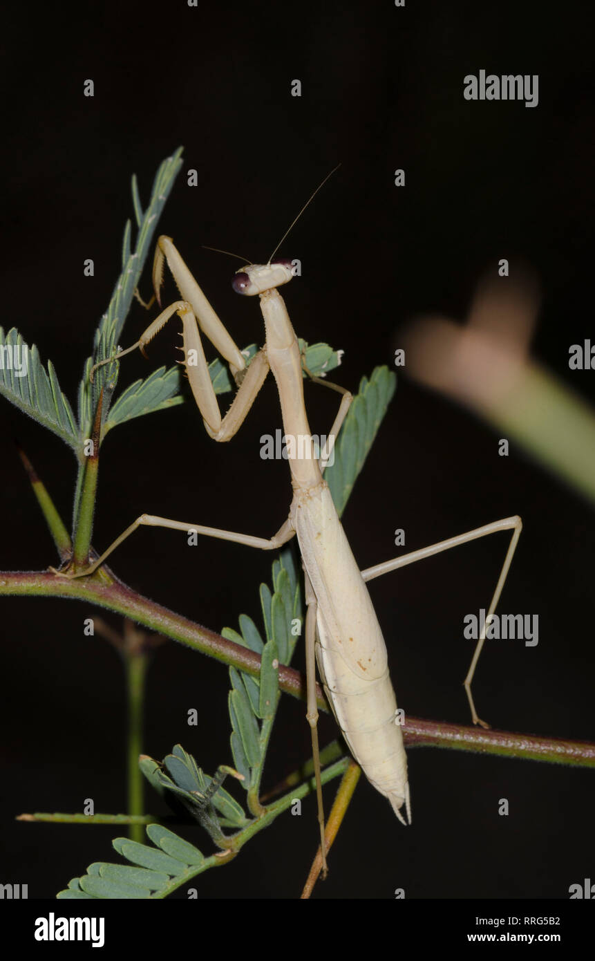 Arizona Tan Mantis, Stagmomantis gracilipes, adult female photographed at night Stock Photo