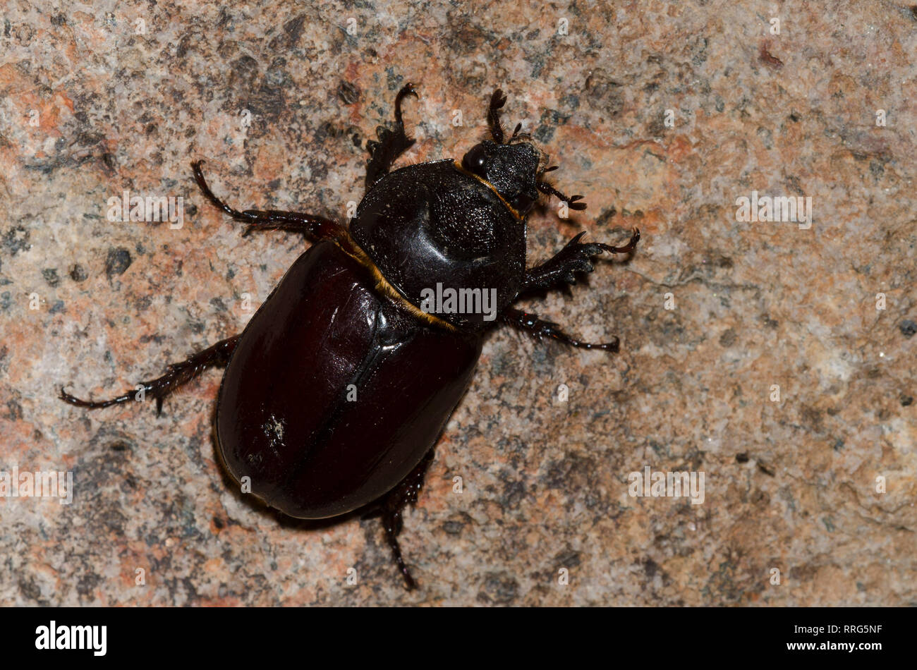 Ox Beetle, Strategus sp. Stock Photo