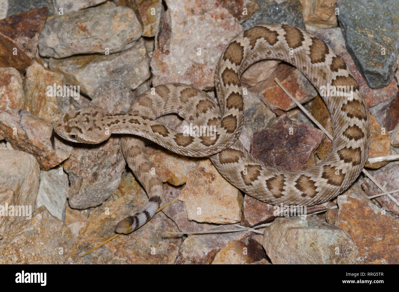 Mohave Rattlesnake, Crotalus scutulatus Stock Photo