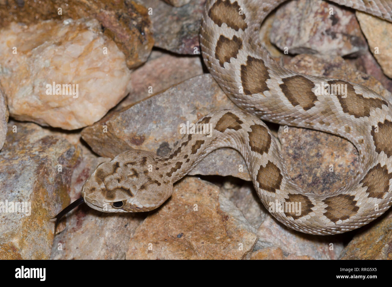 Mohave Rattlesnake, Crotalus scutulatus Stock Photo