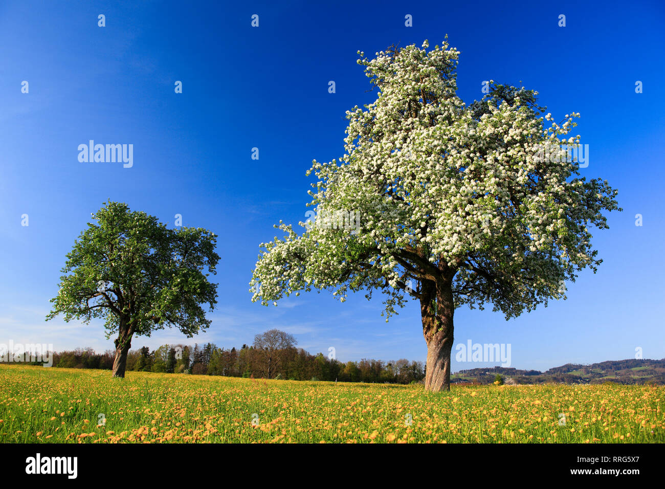 botany, blossom pear tree in the spring, Switzerland, Additional-Rights-Clearance-Info-Not-Available Stock Photo
