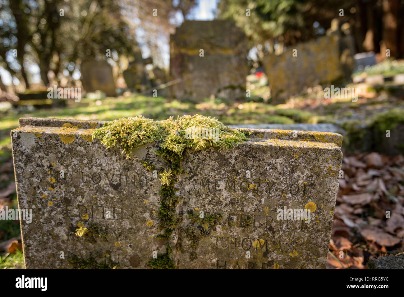 moss on grave headstone Stock Photo Alamy