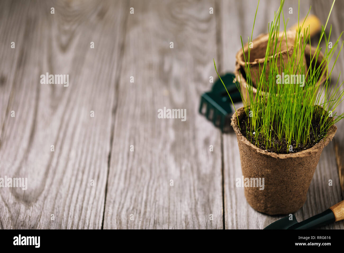 Peat pot with herbs and tools for gardening on a wooden table with copy space Stock Photo