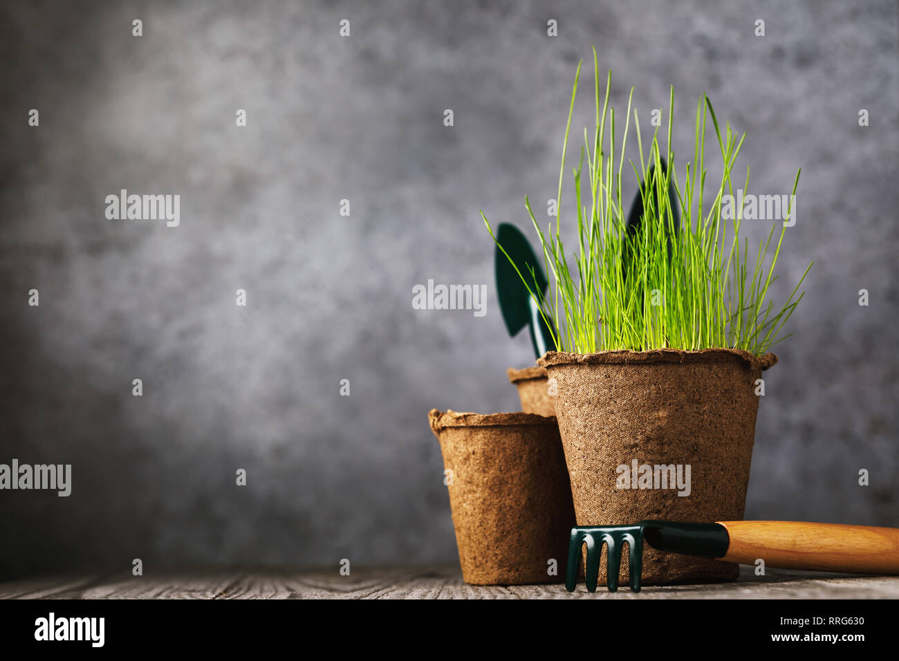 Peat pot with plant and tools for gardening on a wooden table with copy space Stock Photo