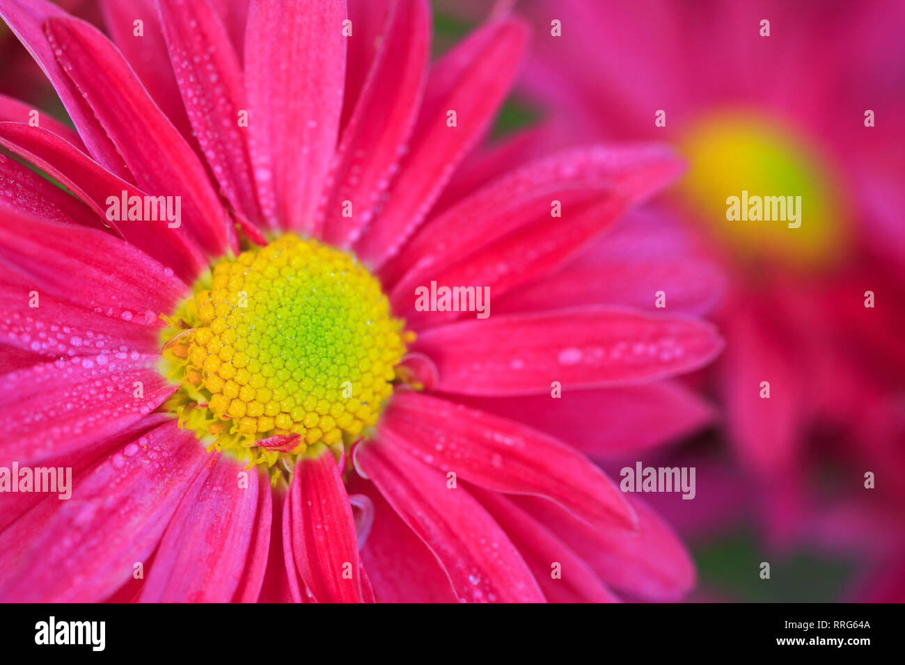 Additional flower details hi-res stock photography and images - Alamy