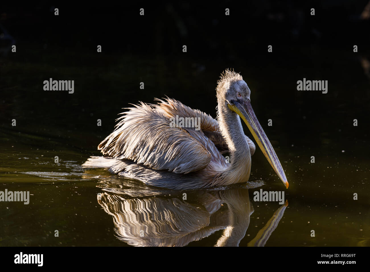 Swimming Dalmatian Pelican with beautiful feathers Stock Photo