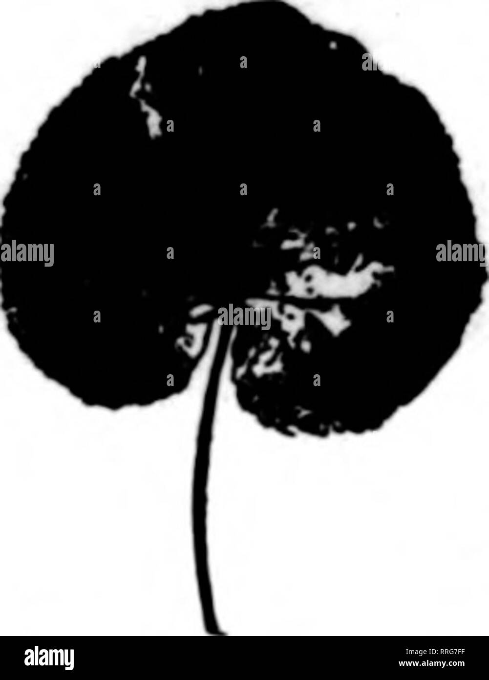 Florists Review Microform Floriculture Wire Us Elk Park