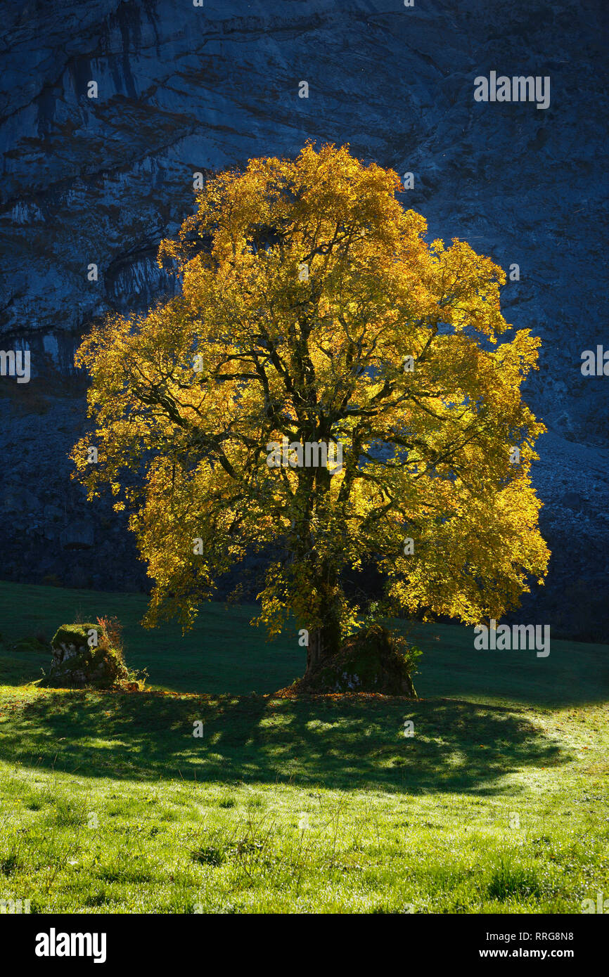 botany, Celtic maple, Acer pseudoplatanus, Switzerland, Additional-Rights-Clearance-Info-Not-Available Stock Photo
