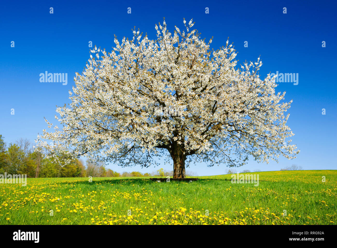 botany, cherry tree (Prunus avium), in the spring, Basel Country, Switzerland, Additional-Rights-Clearance-Info-Not-Available Stock Photo