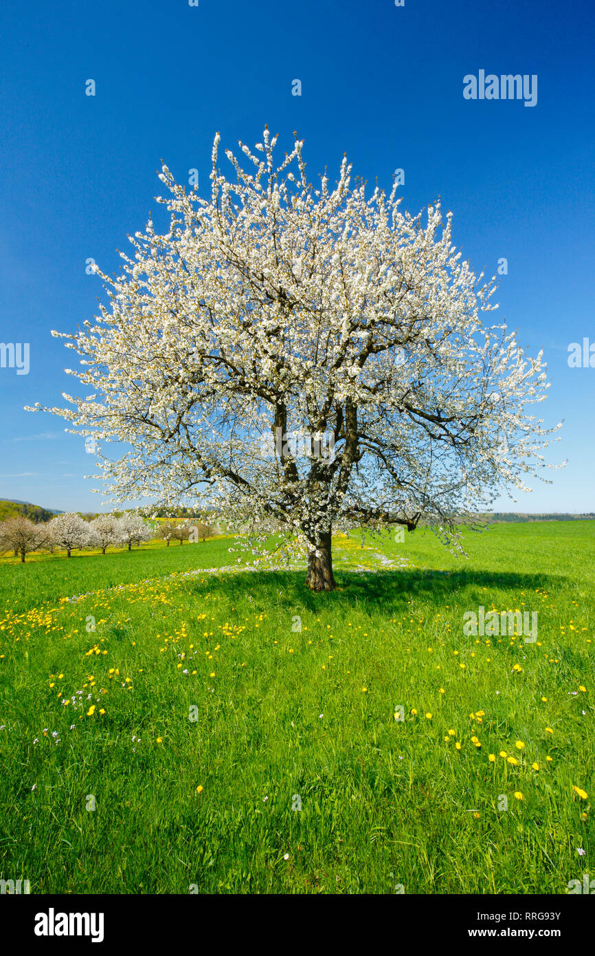 botany, cherry tree (Prunus avium), in the spring, Basel Country, Switzerland, Additional-Rights-Clearance-Info-Not-Available Stock Photo