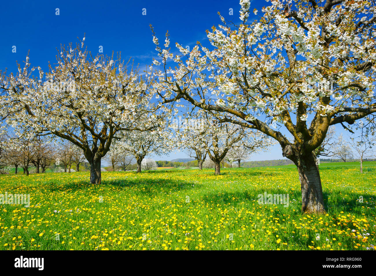 botany, cherry trees (Prunus avium), in the spring, Basel Country, Switzerland, No-Postcard-Use | No-Greetingcard-Use Stock Photo