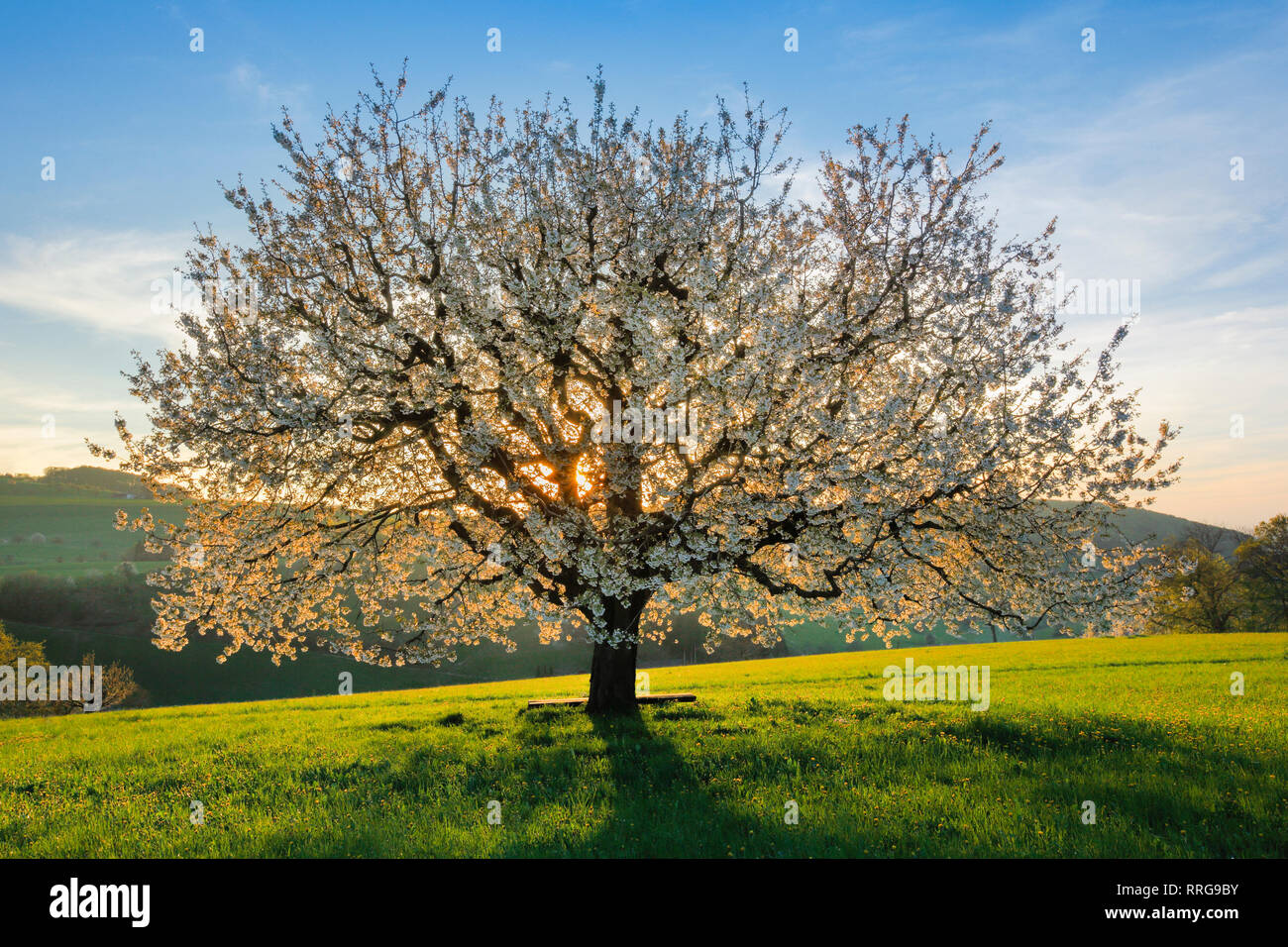 botany, cherry (Prunus avium), cherry tree, No-Postcard-Use-No-Greeting-Card-Use, GermanSpeakingCountries (D/A/CH), 01.11.2016 - 01.11.2019, Stock Photo