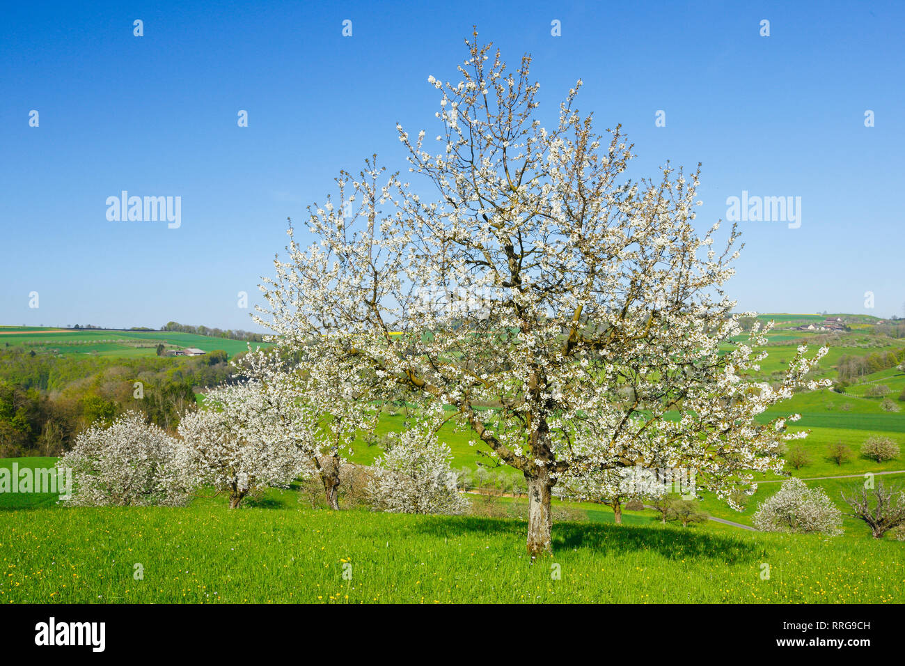 botany, cherry (Prunus avium), cherry trees in spring, Basel Country, Switzerland, Additional-Rights-Clearance-Info-Not-Available Stock Photo