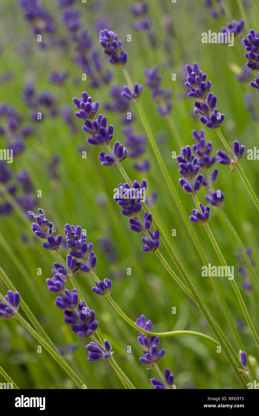 Flowering lavender lavandula angustifolia hi-res stock photography and  images - Page 6 - Alamy