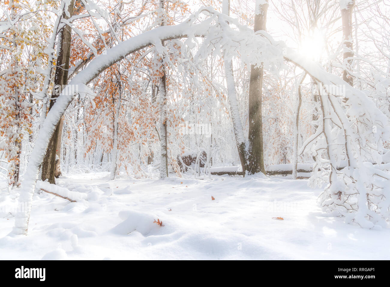 Tree bent under a thick layer of snow in a New Jersey forest Stock Photo