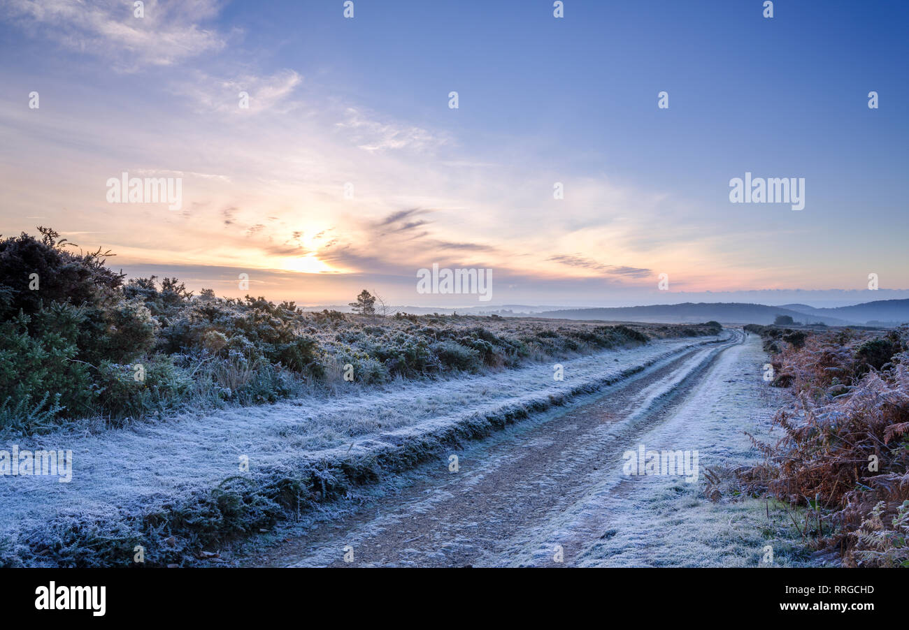 Heavy frost as the sun fights to leave a cloud bank on the heathland of