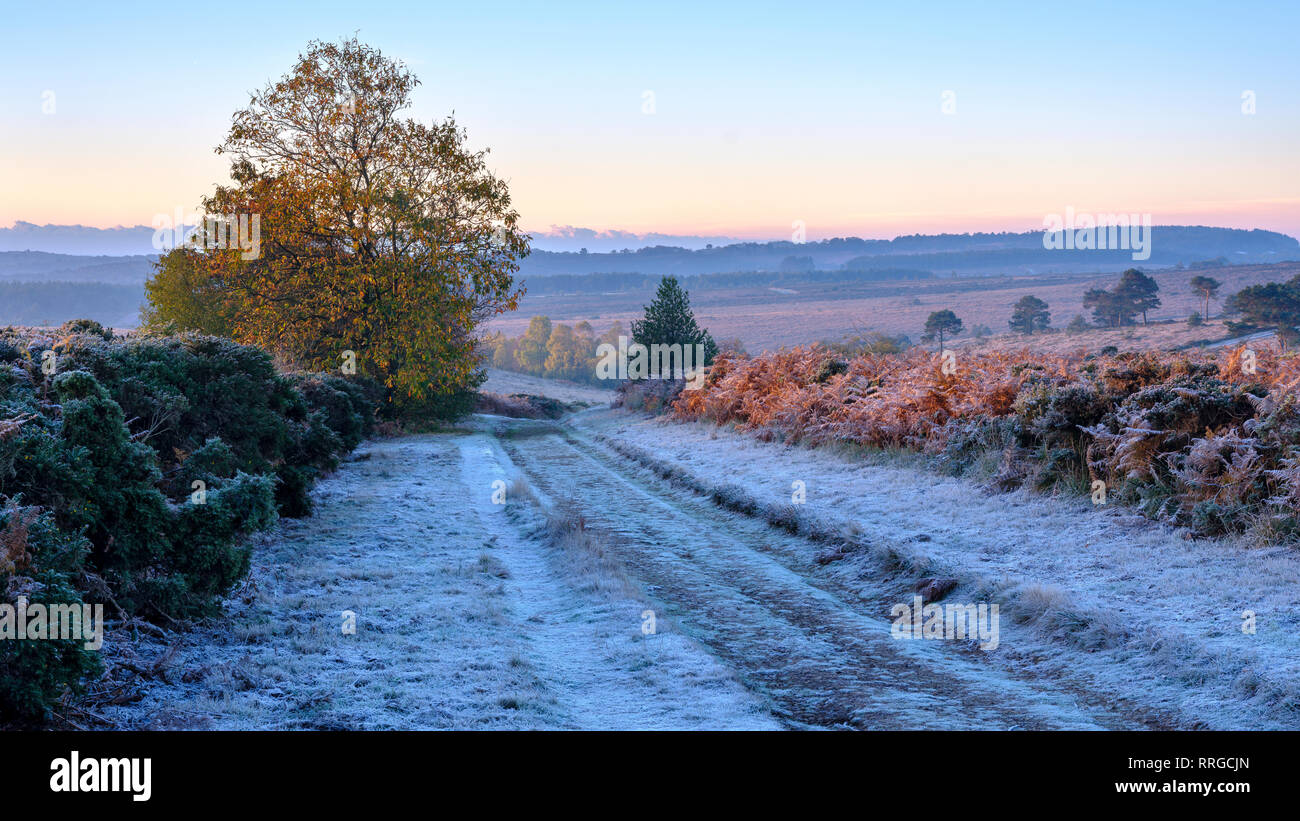 Heavy frost with the first rays of sun on the heathland of Woodbury