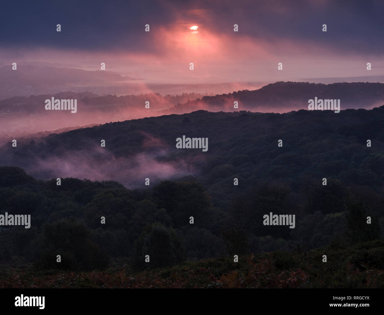 Breaking through cloud, the sun adds a pink hue to heavy mist over Yarner Wood, Dartmoor National Park, Bovey Tracey, Devon, England, United Kingdom Stock Photo