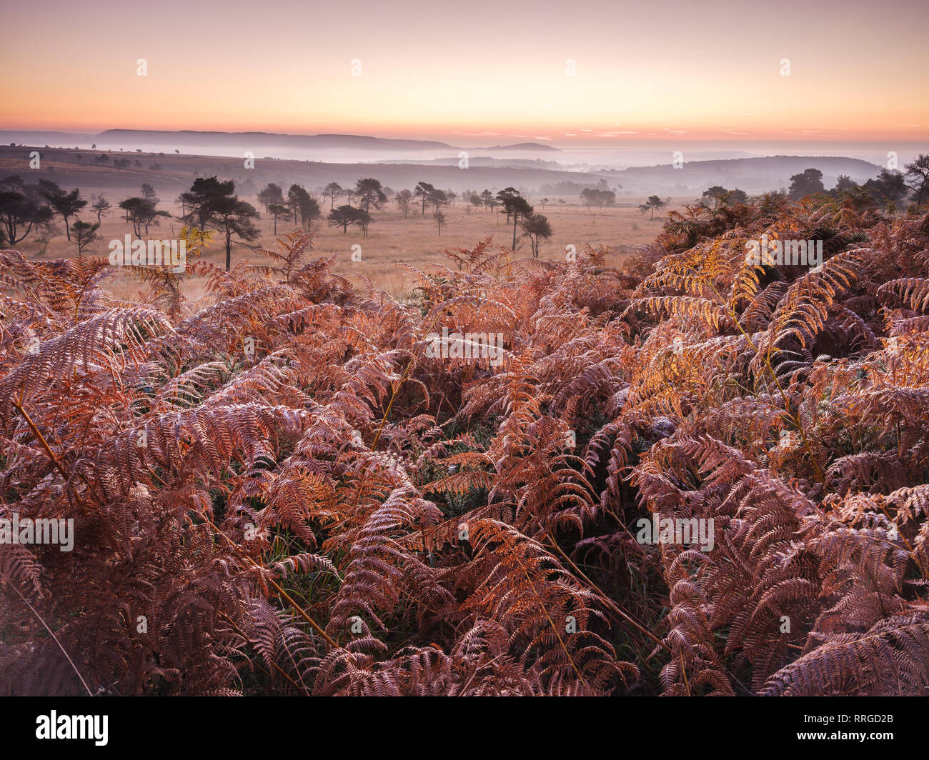 Woodbury common hires stock photography and images Alamy