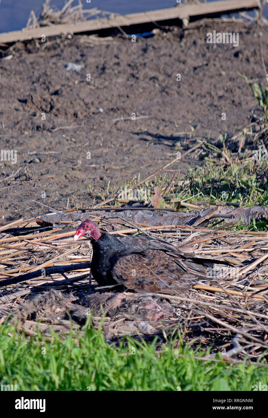 turkey vulture feeds on dead racoon along Alameda Creek, Union City, California Stock Photo