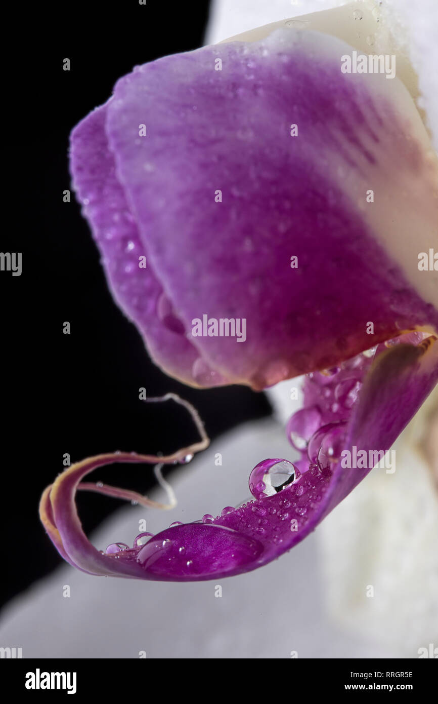 The macro photo of water drops on a pretty orchid flower. Stock Photo