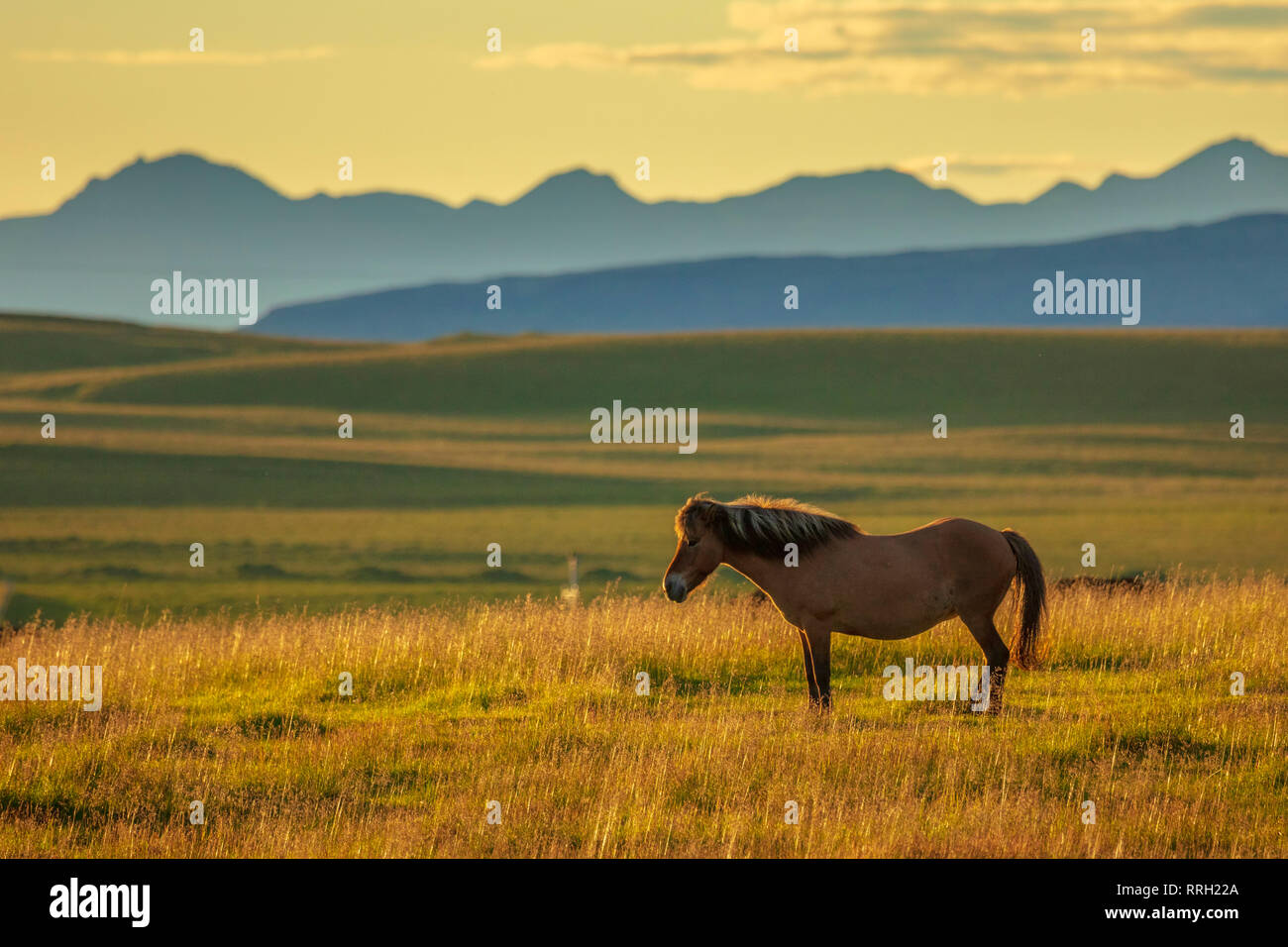 Icelandic horse in a field near Hella, Sudhurland, Iceland. Stock Photo