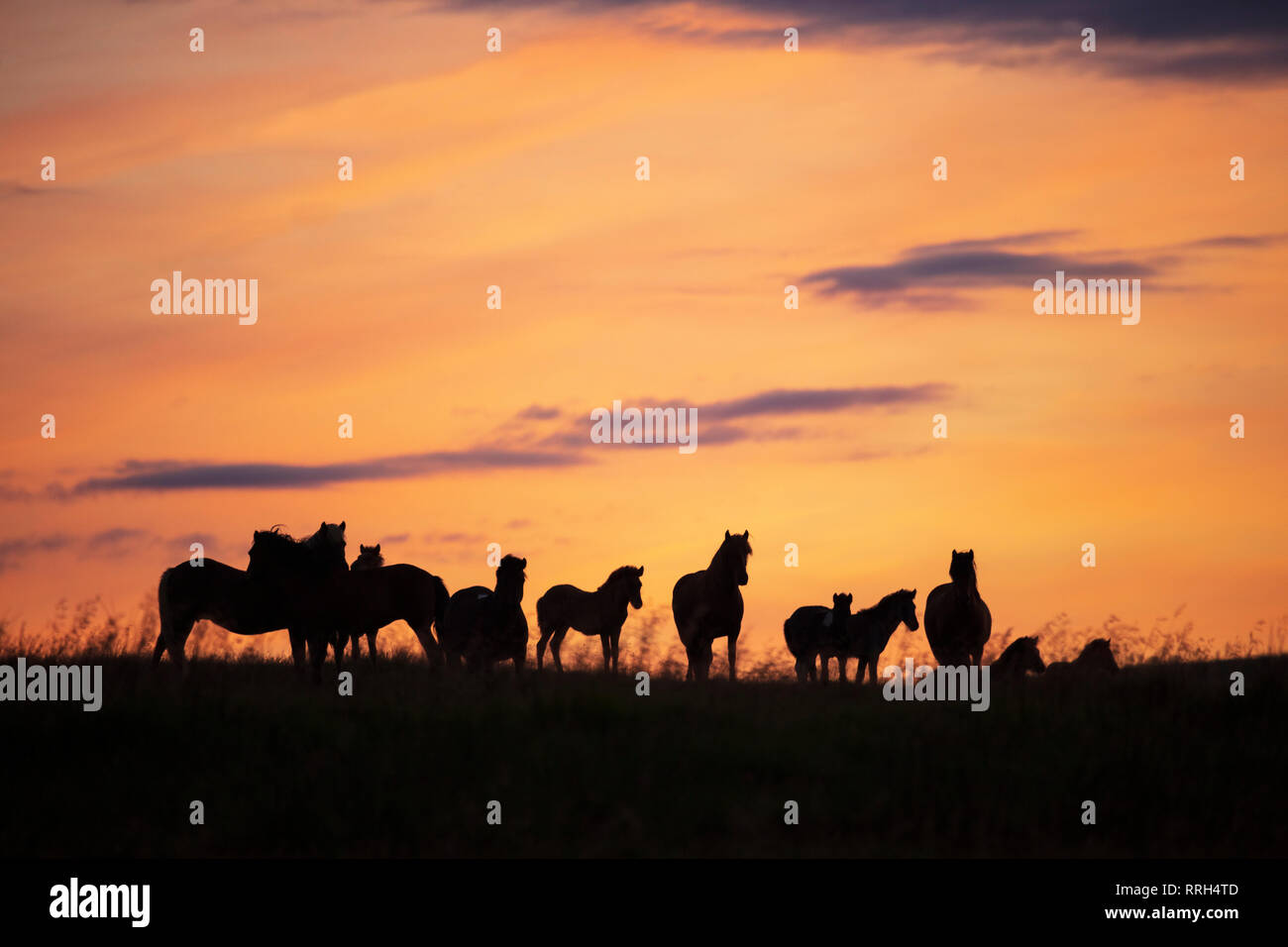 Herd of Icelandic horses silhouetted at sunset. Hella, Sudhurland, Iceland. Stock Photo