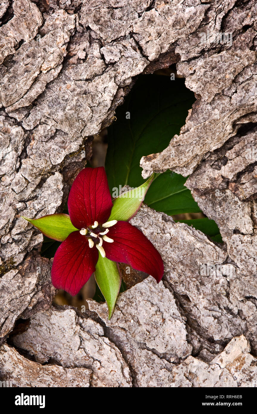 Red Trillium (Trillium erectum) in bark, Ruby, Michigan, USA, North America Stock Photo