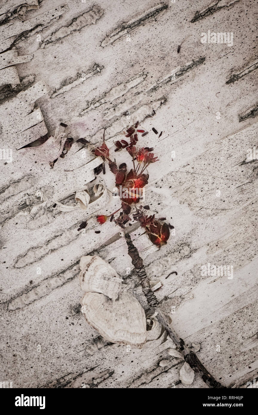 Maple tree blossom on birch bark, Sterling Heights, MI Stock Photo