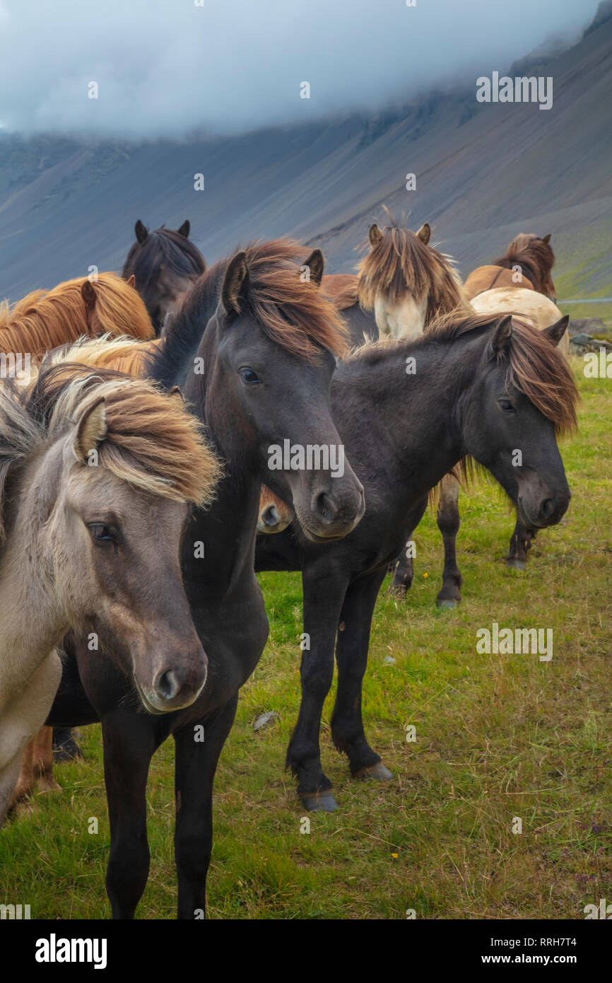 Iceland ponies in group hi-res stock photography and images - Alamy