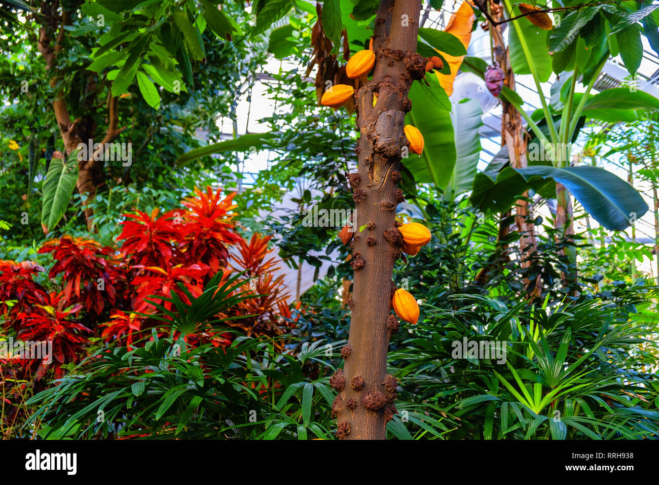 Cacao tree rainforest hires stock photography and images Alamy