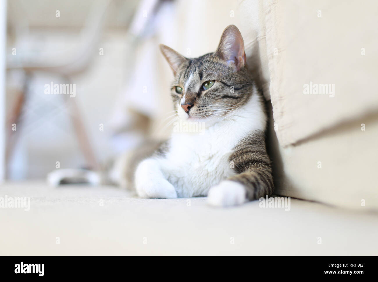 Cute cat relaxing on home floor Stock Photo