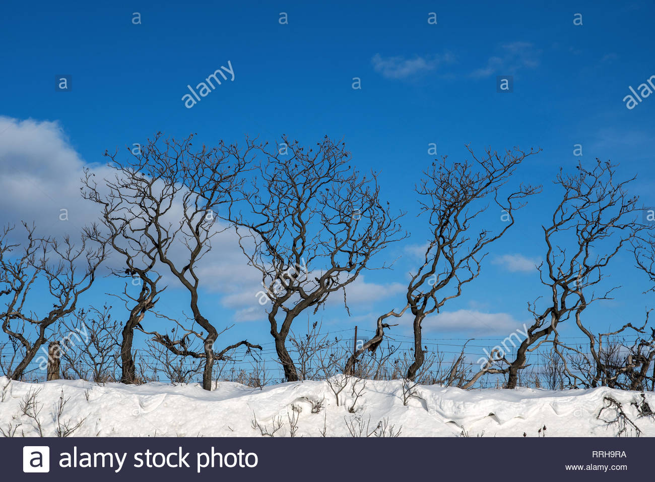 Sumac Trees High Resolution Stock Photography and Images Alamy