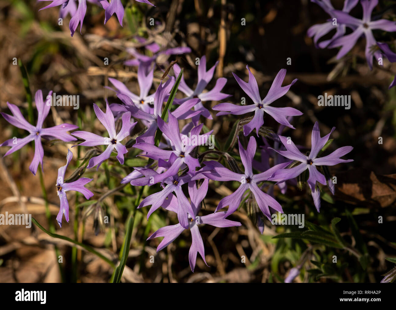 Sand Phlox flowers Stock Photo - Alamy
