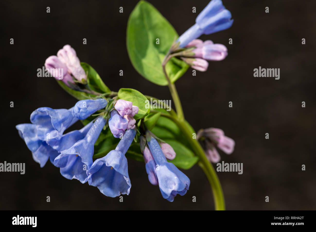 Spring Bluebell flowers. Stock Photo