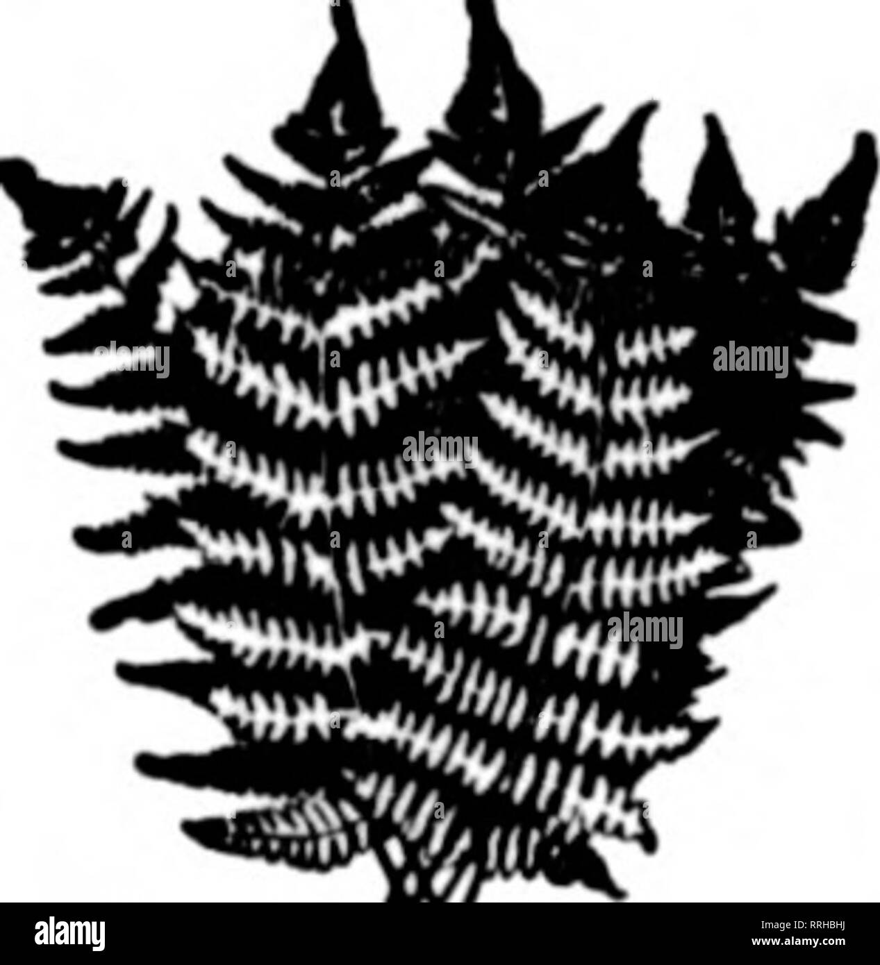 Florists Review Microform Floriculture Galax Ferns