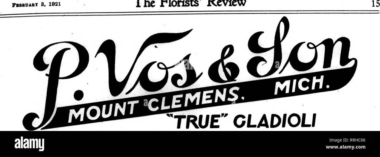 . Florists' review [microform]. Floriculture. Fbbbdabx 3, 1021 The Rorists* Review. TRUE&quot; GLADIOLI MESSRS. p. VOS &amp; SON. Bridgeport, Conn., Jan. 24, 1921. Mt. Clemens, Mich. Oentlemen:—The Gladioli you sent me some time ago are the bfst lookins Hiilbs I ever bought. I thank you. » • •• Your pack- inir is all that could be deaired. • » • •^ Yours truly, JUmUS ROCK, Florist. P. VOS &amp; SON. Alliance, Ohio, Jan. 14. 1921. Mt. Clemens, Mich. Gentlemen:—We received the bulbs in good condition and were very much pleased with them. In fact they were the best we»have received for some time. Stock Photo