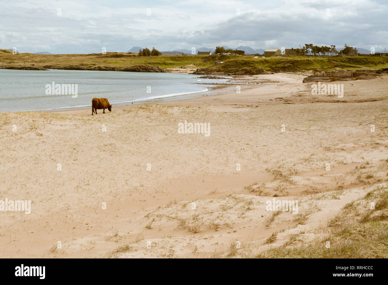 cows on remote Firemore Beach, Wester Ross, Scottish Highlands, UK Stock Photo