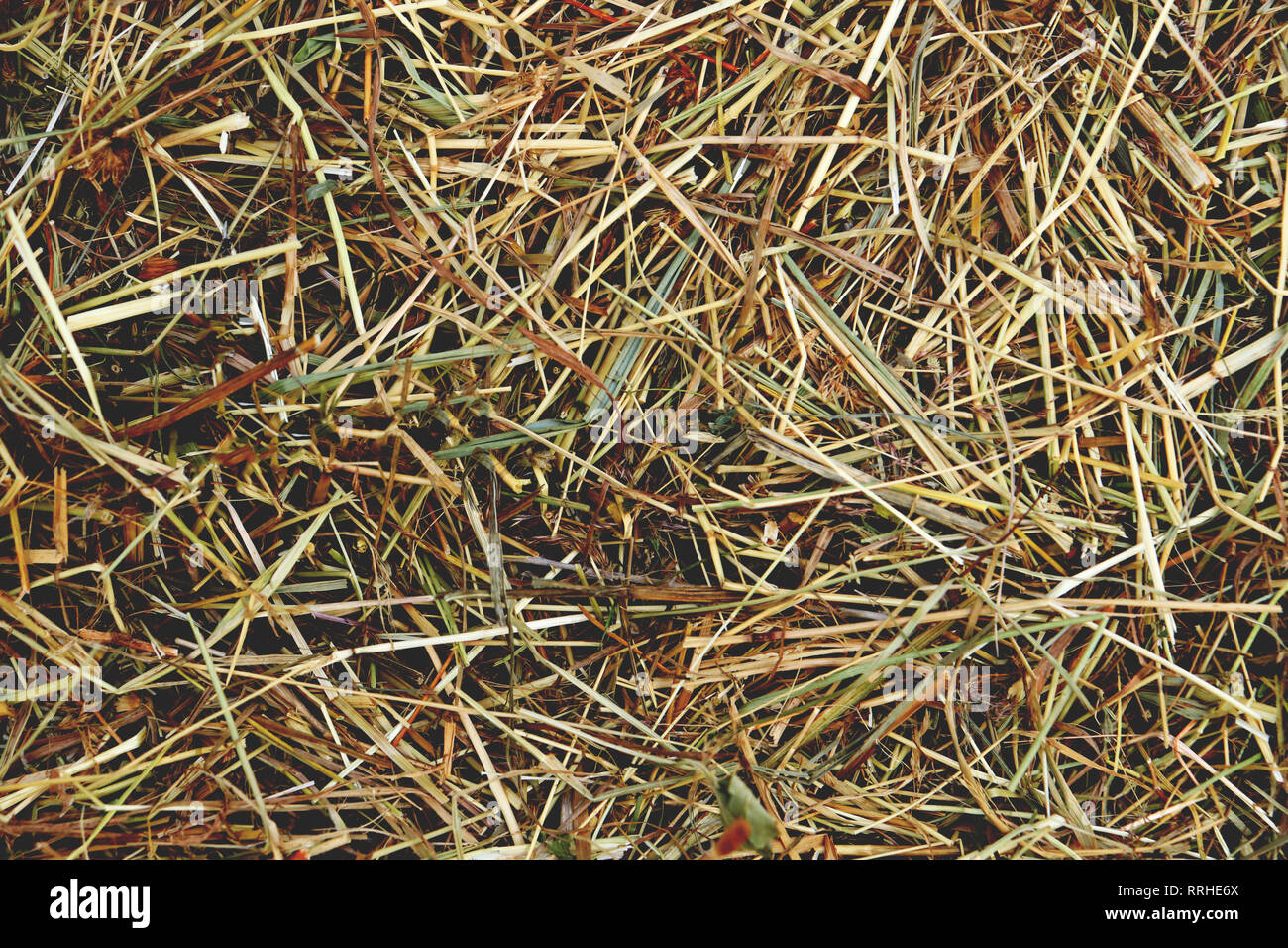 Hay texture. Natural dried grass background Stock Photo Alamy