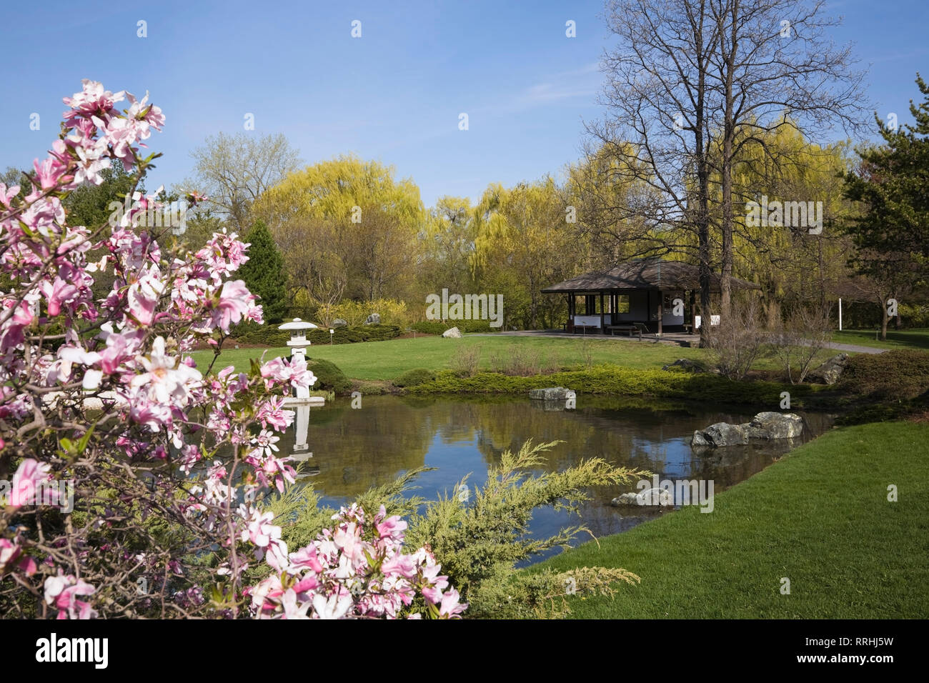 Pink flowering Magnolia tree and pond bordered by Salix - Weeping Willow trees and the Lookout pavilion in Japanese Garden in spring Stock Photo