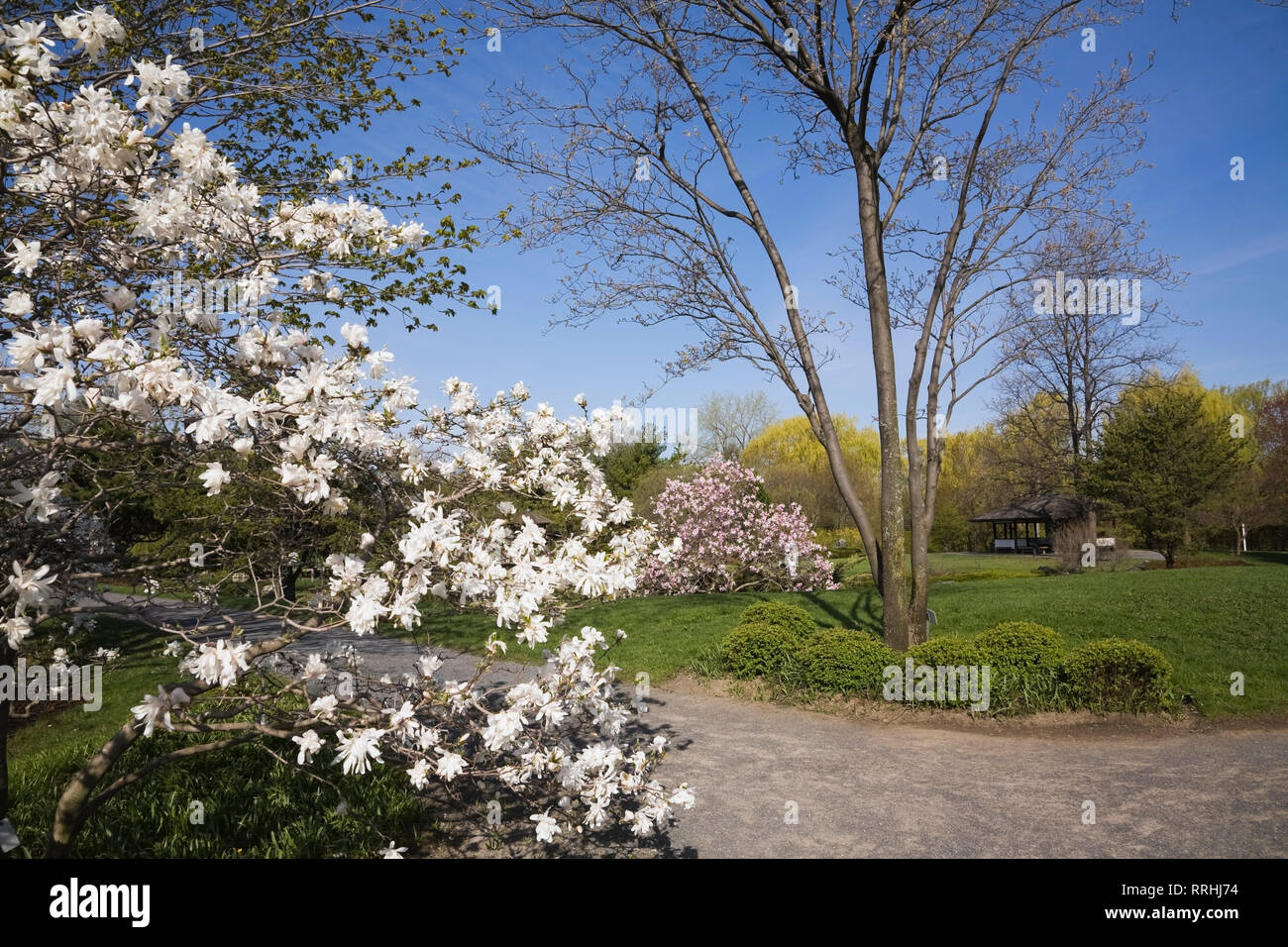 White and pink flowering Magnolia trees and footpath in Japanese Garden with the Lookout pavilion in spring, Montreal Botanical Garden, Quebec, Canada Stock Photo