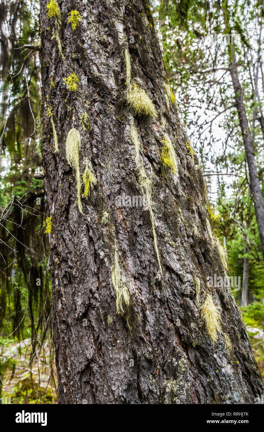 A tree trunk with lichen growing on it's bark. Central Cascade mountains of Washington State. Stock Photo