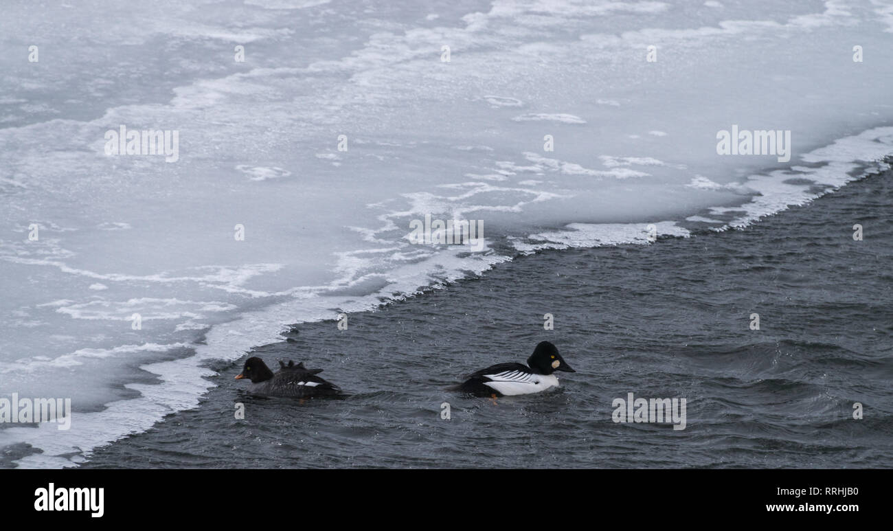 Goldeneye duck swimming with his mate in Lamar River Valley in the winter of 2019 in Yellowstone National Park. Stock Photo