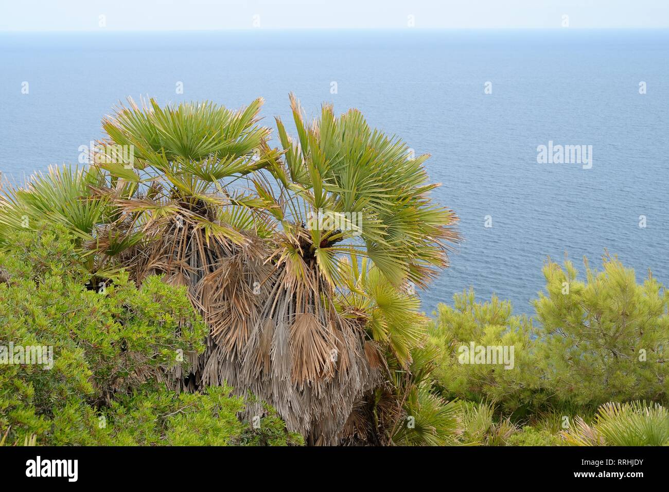 European fan palms/ Mediterranean dwarf palms/ Dwarf fan palms (Chamaerops humilis) growing on coastal hillside, near Arta, Mallorca, Spain, August. Stock Photo